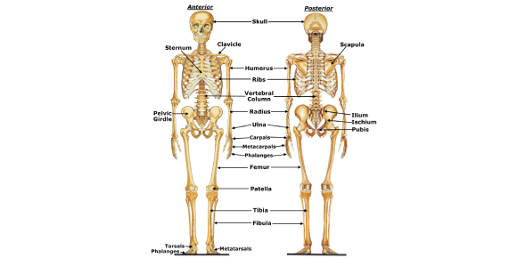 Skeletal System Quiz: Multiple Choice Questions - ProProfs Quiz